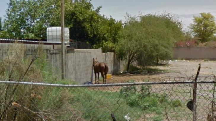 Más de tres años amarrado, sin sombra y en el calor, denuncian vecinos de este caballo en Las Minitas