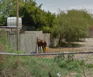 Más de tres años amarrado, sin sombra y en el calor, denuncian vecinos de este caballo en Las Minitas