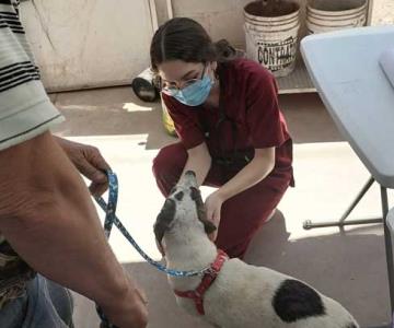 Pata de Perro atiende a más de 90 mascotas en Jornada de Salud
