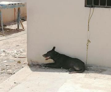 Atienden 240 reportes por maltrato animal en Hermosillo en lo que va del año