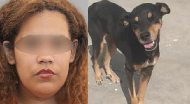 Mujer dispara contra perrito de la calle que la tenía harta: falla y le da a su propio hijo