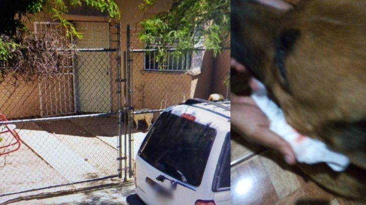 Denuncian ataques de pitbull a una perrita al norte de Hermosillo