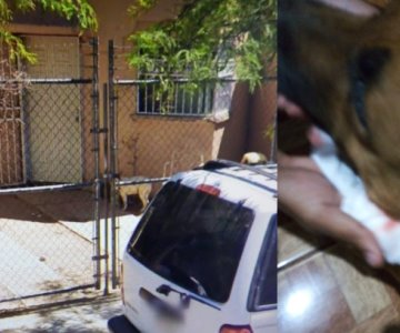 Denuncian ataques de pitbull a una perrita al norte de Hermosillo