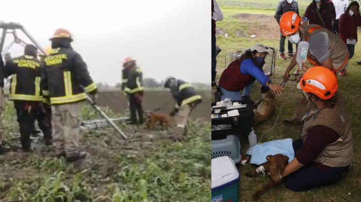 VIDEO | Logran rescatar a los perritos atrapados en el socavón de Puebla