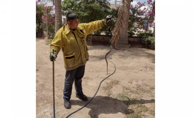 Bajan reportes de retiro de animales en 2023 en Hermosillo