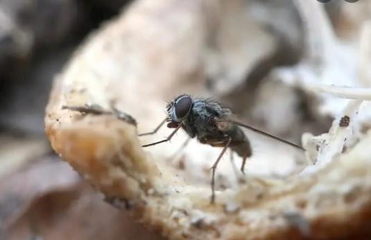 ¿Cómo puede afectar a la salud el exceso de moscas en estas fechas?