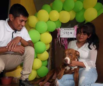 Spay regresa a su familia; fue uno de los perritos rescatados en socavón de Puebla