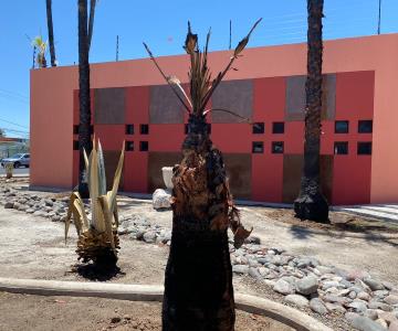 Lo que se sabe de la rehabilitación de palmeras incendiadas en el Centro de las Artes