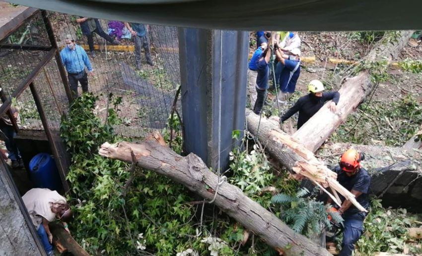 Cae árbol en Zoológico de Chapultepec y destruye zona de aviario
