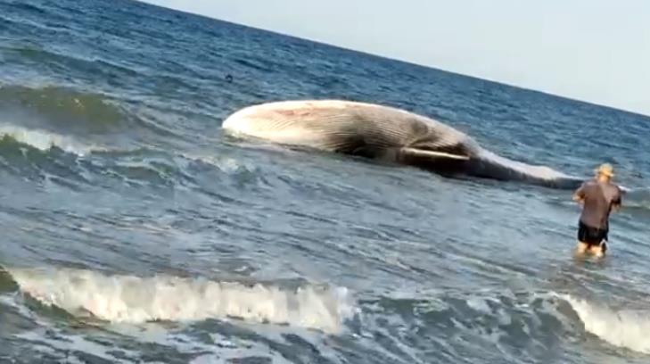 Encuentran varada y sin vida a ballena en Puerto Peñasco; podría ser la misma de hace unos días