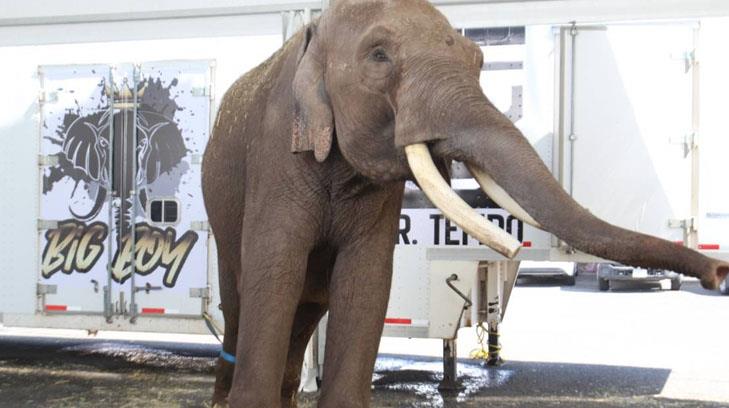 El elefante rescatado Big Boy ya tiene un nuevo hogar