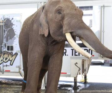 El elefante rescatado Big Boy ya tiene un nuevo hogar