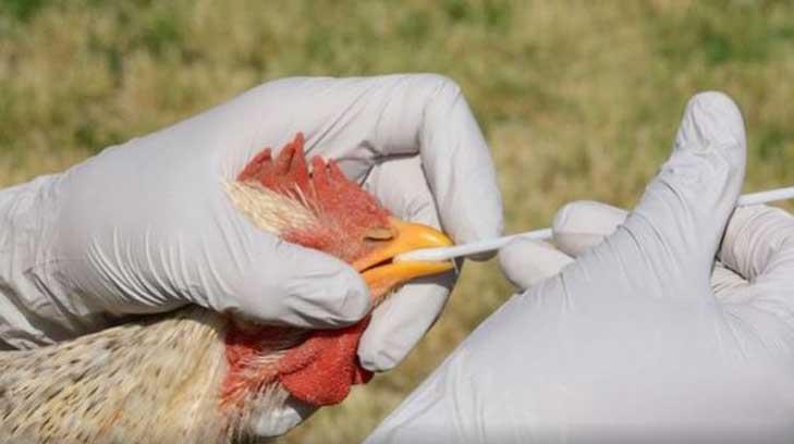 Lo que sabemos del primer caso de infección humana de la gripe aviar H5n6 confirmado en China