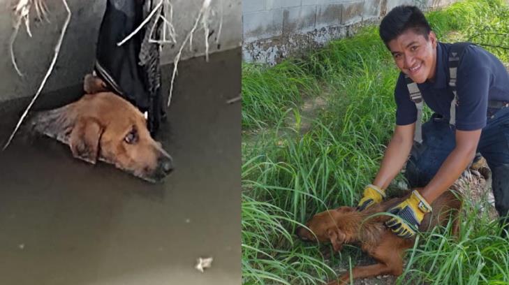 ¡Héroes sin capa! Bomberos rescatan a perrito atrapado en canal del sur de Hillo