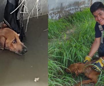 ¡Héroes sin capa! Bomberos rescatan a perrito atrapado en canal del sur de Hillo