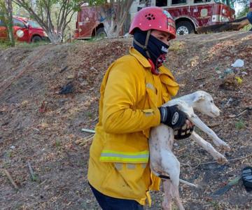 ¡Héroes! Bomberos de Navojoa rescatan a perrito que cayó en un pozo