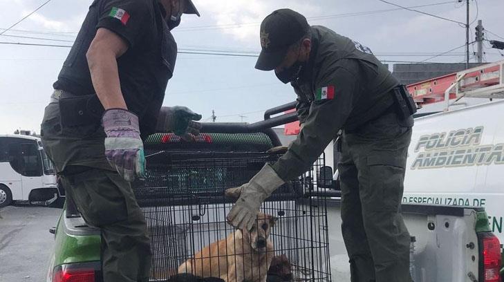 María Elena de 82 años murió al ser atacada por sus 11 perros