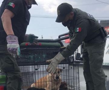 María Elena de 82 años murió al ser atacada por sus 11 perros