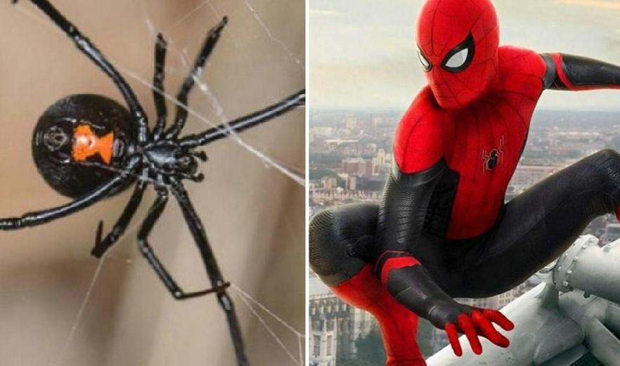Tres niños capturan viuda negra para dejarse picar y convertirse en Spiderman: están graves en el hospital