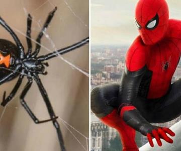 Tres niños capturan viuda negra para dejarse picar y convertirse en Spiderman: están graves en el hospital