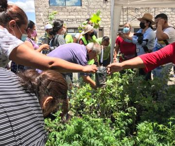 Regalan árboles en Nogales para celebrar el Día del Árbol