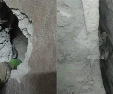 Bomberos de Navojoa rescatan a gatita atrapada en medio de dos paredes