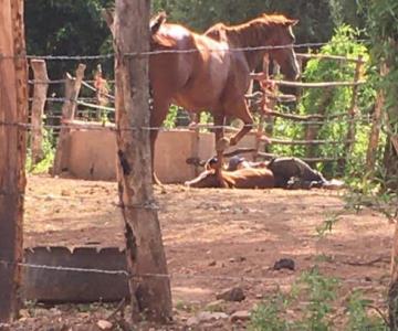 Captan a zoofílico en Sahuaripa violando yegua recién nacida