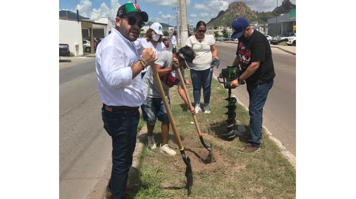 Llenan de verde a Guaymas con árboles de la región