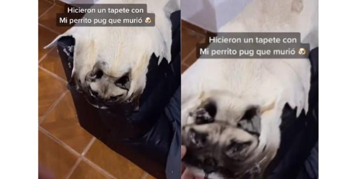 Joven llora la muerte de su pug y lo convierte en tapete para no extrañarlo tanto