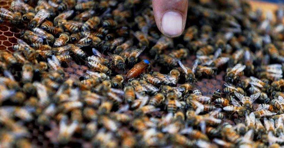 Hallan a 450 mil abejas en pared de una casa de campo