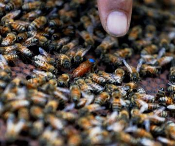 Hallan a 450 mil abejas en pared de una casa de campo