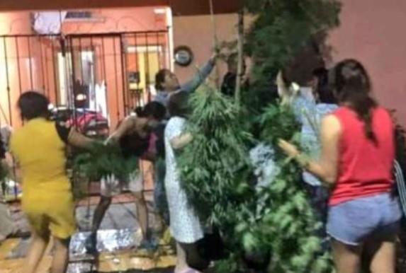 ¡Increíble! Vecinos se reparten una planta de marihuana para evitar que sea decomisada