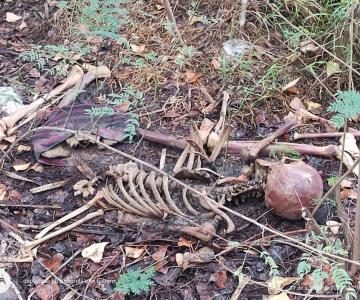 Lo que se sabe del macabro hallazgo ocurrido en Obregón