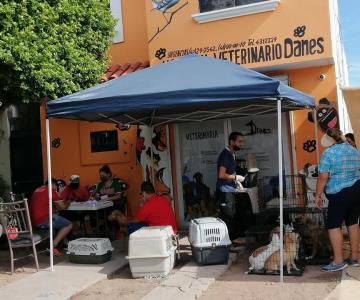 ¡A esterilizar! Organizan mega jornada en Obregón