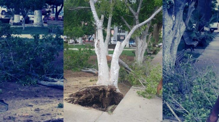 Fuertes vientos derriban árboles, anuncios y cercos de escuelas en Guaymas