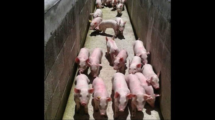 Baja precio y demanda del cerdo en Sonora