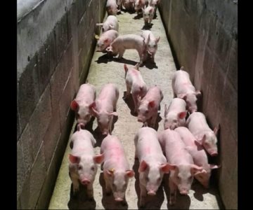 Baja precio y demanda del cerdo en Sonora