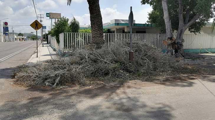 Un cuento de nunca acabar: Parques y Jardines deja ramas y maleza tiradas en la banqueta
