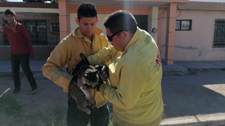 Bomberos de Navojoa apoyan y rescatan a animales en problemas