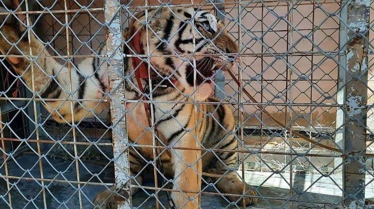 Aseguran autos, armas y hasta un tigre de Bengala en Puerto Libertad