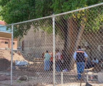 Hacen valer el nuevo Reglamento del Árbol en Nogales