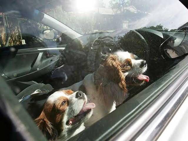 Los llantos y ladridos de auxilio delataron a tres perritos que estaban encerrados en un carro en Navojoa