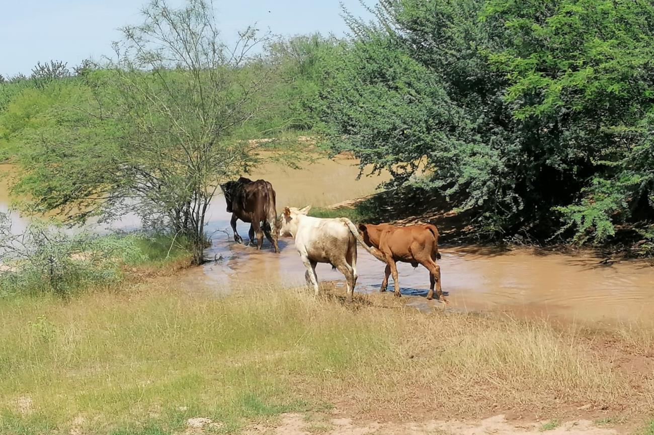 “Vendí el 50% de mis animales para sacar adelante al resto”: ganaderos afectados por sequía en Navojoa