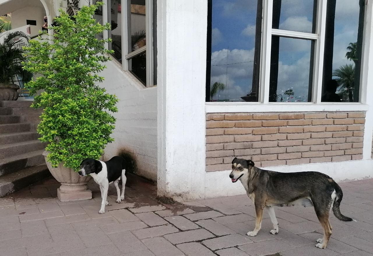 Aquí te decimos cómo evitar que tu perro sufra un golpe de calor