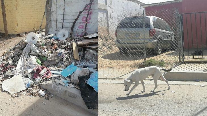 Malandros, zancudos, perros y basura es con lo que tienen que lidiar los vecinos de la 4 de Marzo