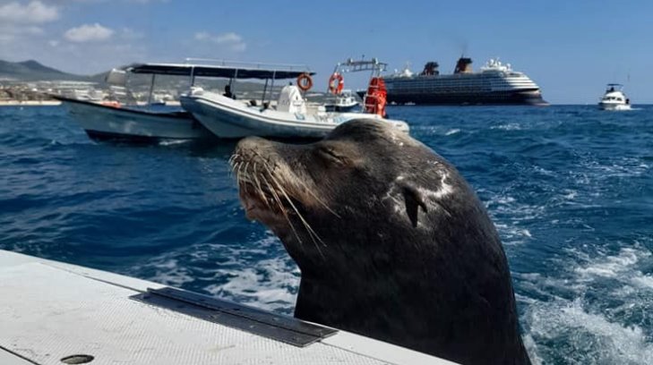 Video | Captan a lobo marino pidiendo pescado en Los Cabos
