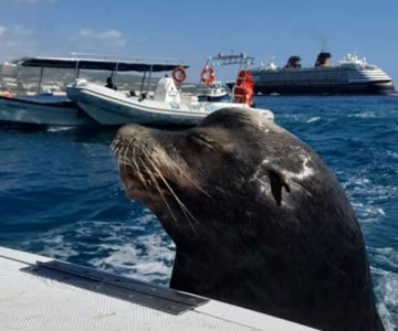 Video | Captan a lobo marino pidiendo pescado en Los Cabos