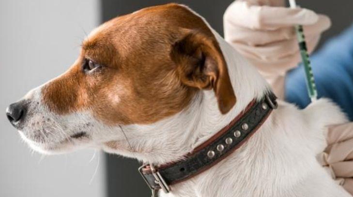 Lo que debes saber sobre las inyecciones inhibidoras del celo en caninos