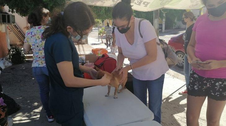 Responden hermosillenses a jornada de esterilización de Pata de Perro