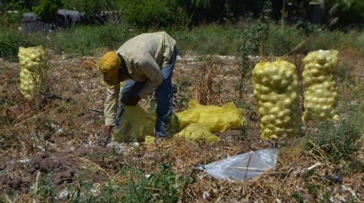 Productores del Mayo recibirán una noticia importante este martes